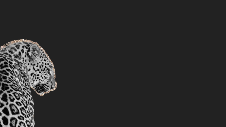 black background with leopard