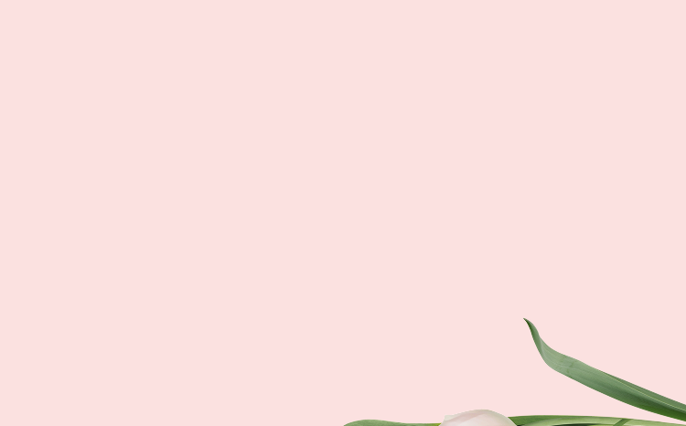 Light pink background with tulip